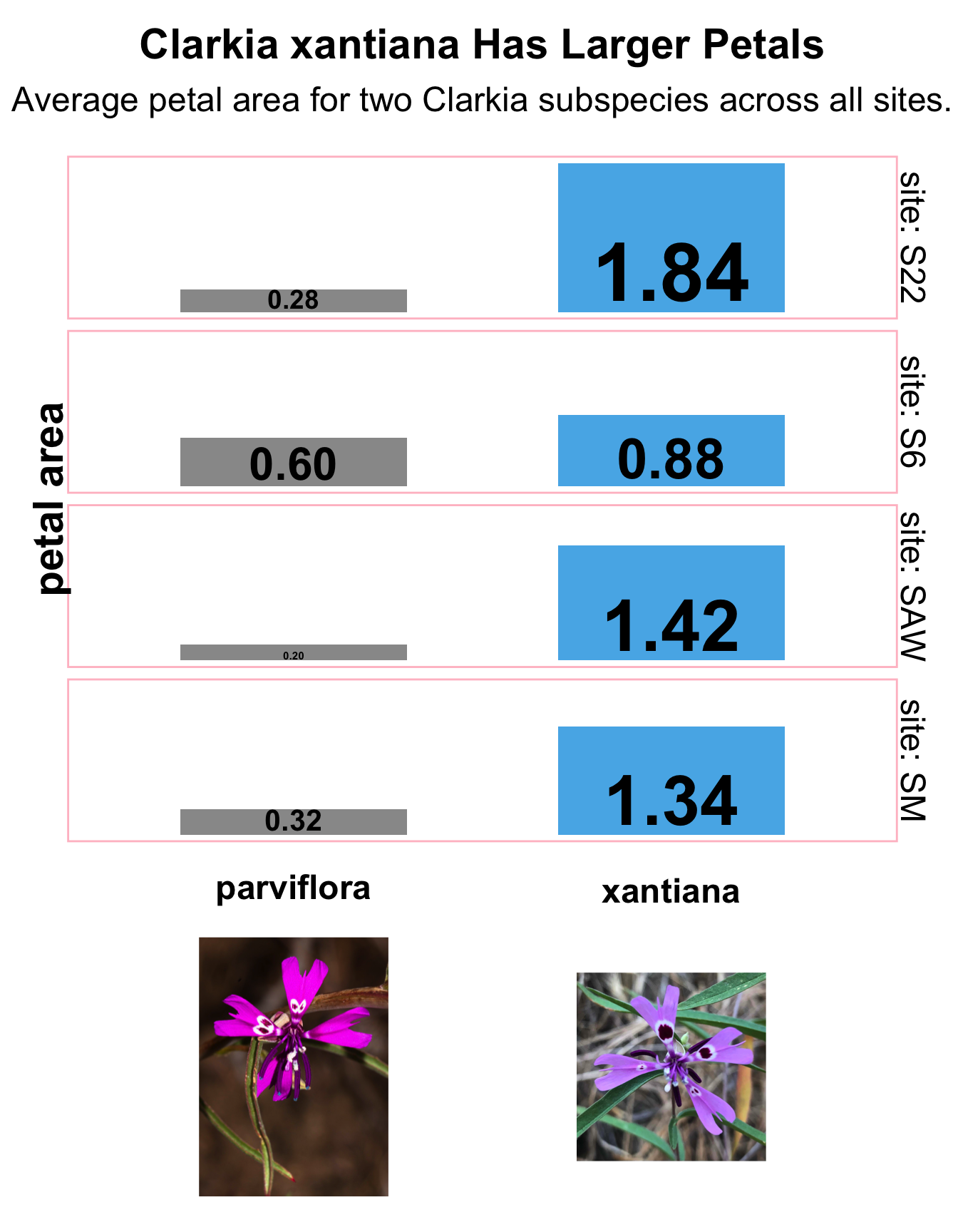 An infographic titled 'Clarkia xantiana Has Larger Petals.' The main chart is split into four horizontal panels, one for each site: S22, S6, SAW, and SM. Each panel contains two horizontal bars comparing 'parviflora' (gray) and 'xantiana' (blue). The blue 'xantiana' bar is consistently longer than the gray 'parviflora' bar in every panel. Each bar is directly labeled with its numerical value. Below the chart are two photographs: a pinkish flower labeled 'parviflora' and a lavender flower labeled 'xantiana'.