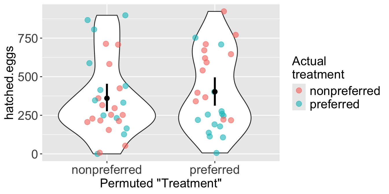 A violin plot showing the result of one data permutation. The x-axis shows two 'Permuted Treatment' groups, 'nonpreferred' and 'preferred'. The y-axis shows the number of hatched eggs. Within each permuted group, jittered data points are colored to show their original treatment: red for 'nonpreferred' and blue for 'preferred'. Both permuted groups on the x-axis contain a mix of red and blue points, demonstrating the shuffle.