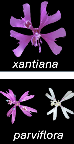 The bottom picture, is a close-up image of a parviflora flower petal with a ruler measuring its length. The image illustrates two types of variables: petal color (categorical) and petal length (continuous numeric). The petal color is a soft pink, and the petal is laid next to a ruler to allow for precise measurement. The top three pictures show a *Clarkia xantiana* flower with four, five, or six petals.