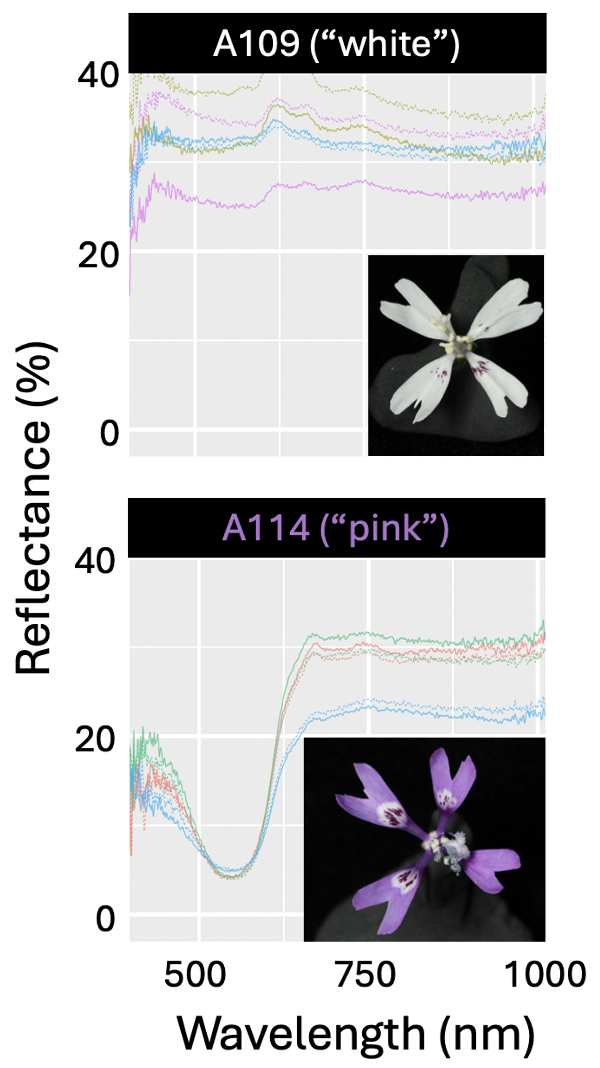 Two vertically stacked panels show reflectance spectra for two Clarkia xantiana Recombinant Inbred Lines (RILs) differing in petal color. --- The top panel is labeled 'A109 ("white")' with white text on a black background. Several reflectance curves (percent reflectance vs. wavelength, 400–1000 nm) are plotted, generally showing higher reflectance across all wavelengths. An inset photo shows a flower with white petals and small purple markings --- The bottom panel is labeled 'A114 ("pink")' with pink text on a black background. Reflectance curves are shown, with lower reflectance overall and a pronounced dip around 550 nm, corresponding to stronger absorption in the green wavelengths. An inset photo shows a flower with bright pink petals and purple spots. Axes are labeled 'Reflectance (%)' (y-axis) and 'Wavelength (nm)' (x-axis), common across both panels.