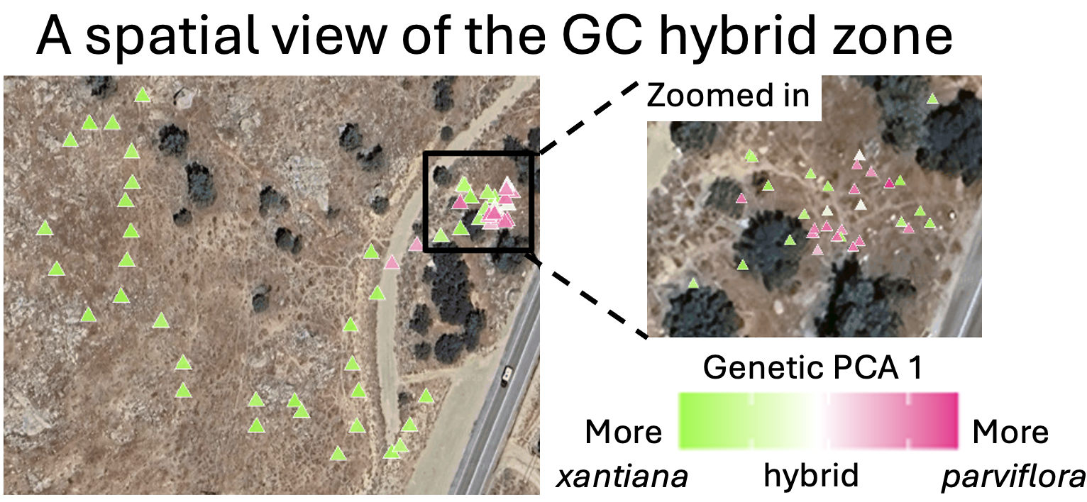 A google map of the GC hybrid zone. The left panel is a wide view showing dozens of small triangles (representing individuals) scattered across the landscape. The right panel is a zoomed in view of a dense cluster of these triangles. While most of the plants are xantiana, the zoomed in region has many parviflora plants and hybrids.