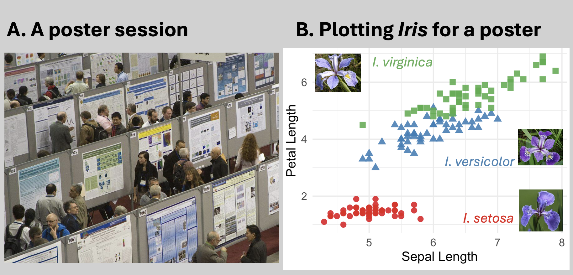 Side-by-side panels. Panel A shows a crowded scientific conference poster session with many people browsing posters in a packed hall. Panel B is a scatterplot of Iris flower data with Sepal Length on the x-axis and Petal Length on the y-axis. Three species are plotted with large colored points and distinct shapes: red circles for I. setosa, blue triangles for I. versicolor, and green squares for I. virginica. Each species is directly labeled in matching color and accompanied by a small photograph of the corresponding flower.