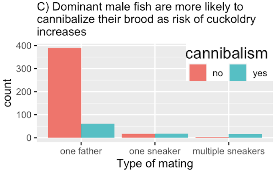 A grouped bar chart titled "C) Dominant male fish are more likely to cannibalize their brood as risk of cuckoldry increases." The x-axis shows three mating conditions: "one father," "one sneaker," and "multiple sneakers." The y-axis represents count (frequency). For each mating type, two bars are shown: red for "no cannibalism" and teal for "yes cannibalism." The "one father" group shows a high number of "no" cases and moderate number of "yes" cases. The "one sneaker" and "multiple sneakers" groups have far fewer total cases, but a greater proportion of them result in cannibalism.
